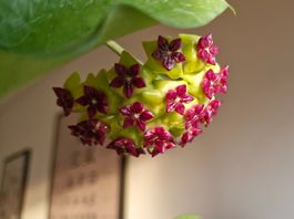 Steckling unbewurzelt Hoya cinnamomifolia var. cinnamomifoli