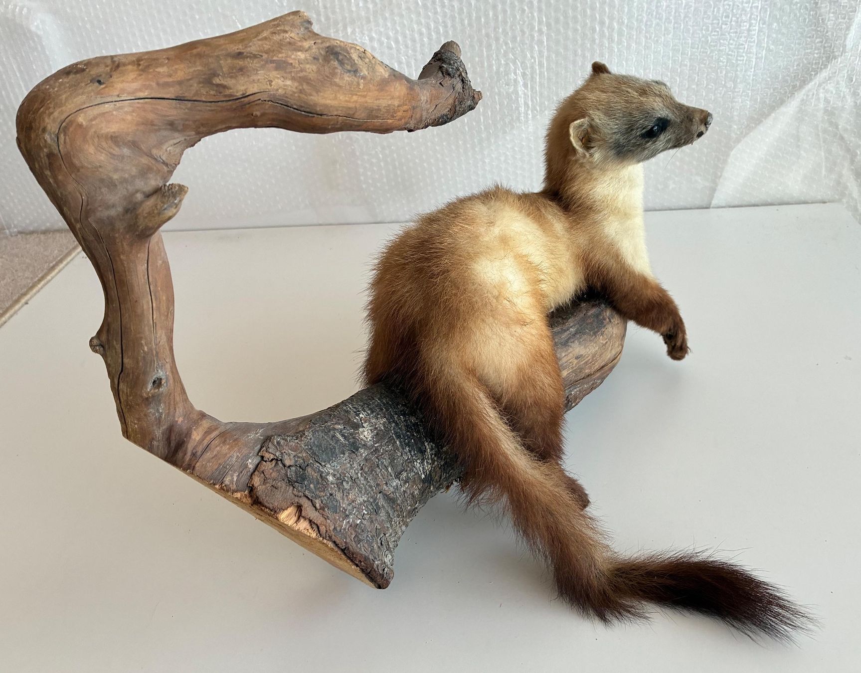 Il mondo degli animali: Iltis auf geschwungene Wurzel – Usato da Bäretswil venduto da robsonantik 4