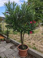 Oleander Baum Fuchsia farbene Blüten Grösse ca. 180 cm