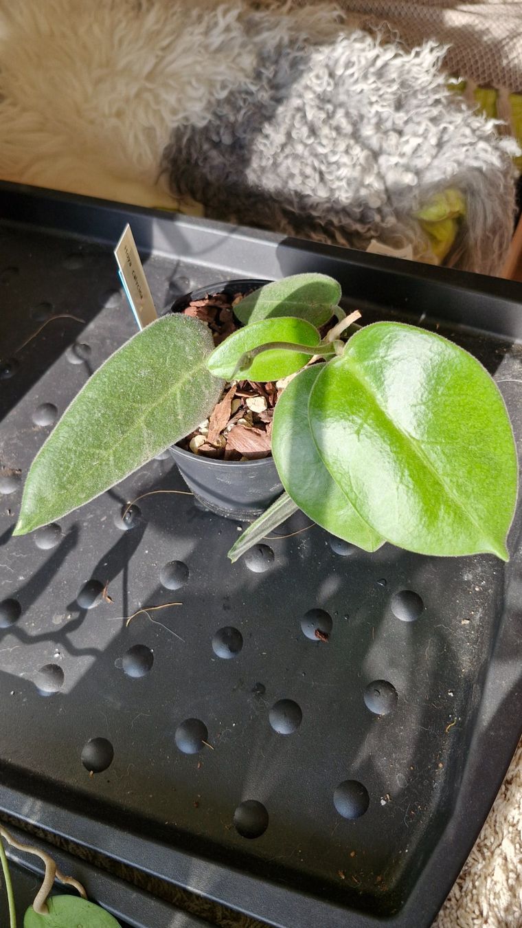 Pflanzen & Samen: Hoya calycina – Gebraucht aus Au ZH von Lutea