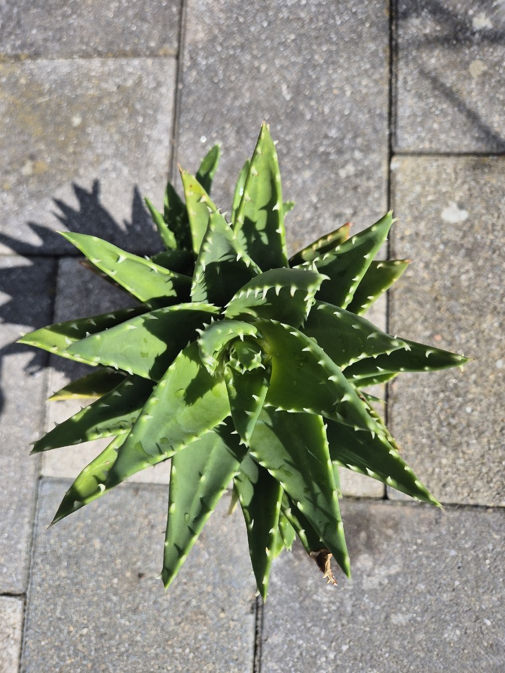Pflanzen & Samen: Aloe – Gebraucht aus Hettlingen von Mroos1 1