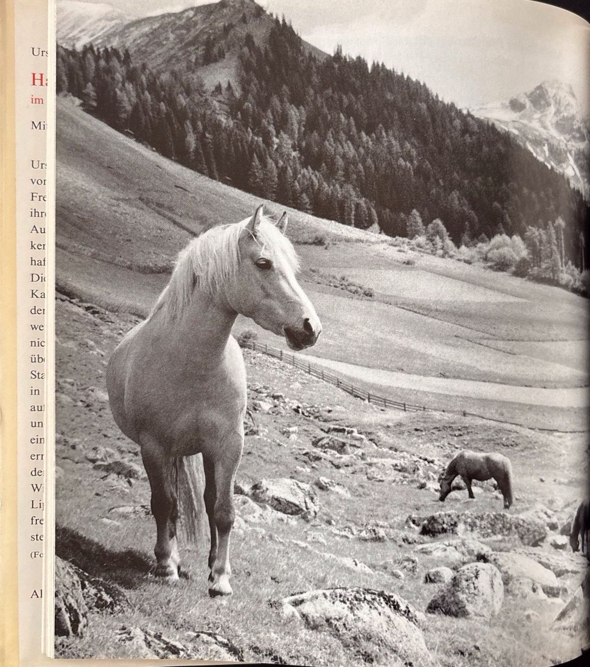 Bücher: Haflinger – Gebraucht aus Sarnen von Livres 7