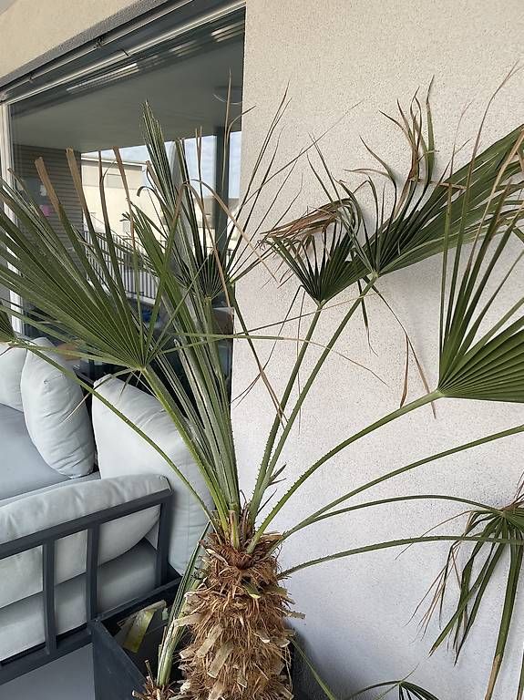 Piante & sementi: Palme - ca 180cm – Usato da Gachnang venduto da ch.m 2