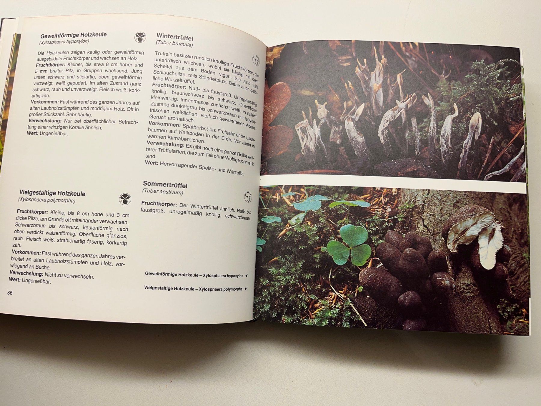 Libri: Pilze von Martin Knoop – Usato da Laufen venduto da Nuria44 5