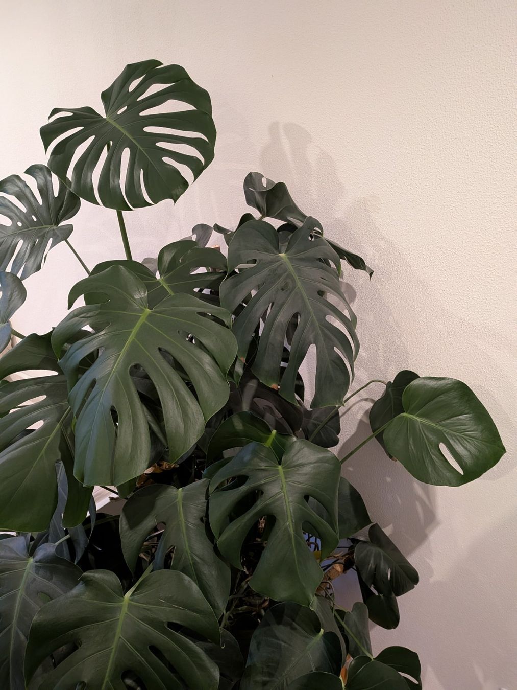 Piante & sementi: Monstera deliciosa – Usato da Maladers venduto da giu_5xvm