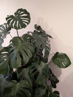 Monstera deliciosa