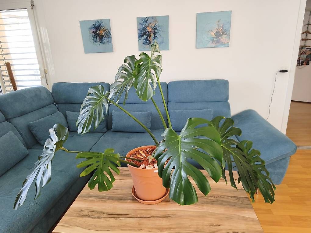 Pflanzen & Samen: Monstera deliciosa – Gebraucht aus Kaisten von lys_zzy8 1