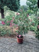  Oleander mit feinem Vanilleduft! 
