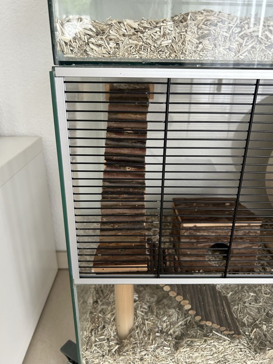 Terrariums: Terrarium 2 Stück – D'occasion à Gränichen par ZUMA81 1