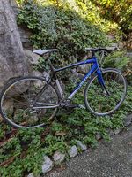 Giant scr carbonio alu 