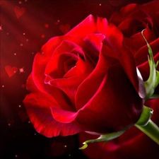 Profile image of Redroses