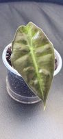 🤩Alocasia Polly Babyplant 
