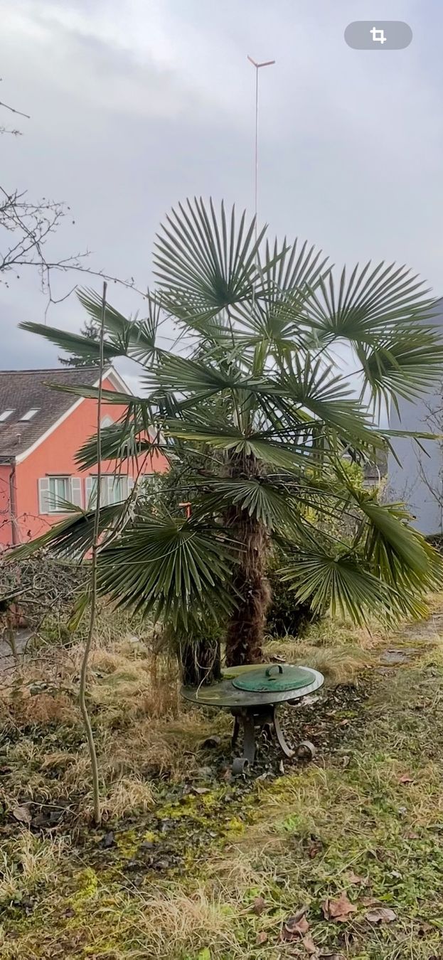 Piante & sementi: Grosse Palme  zu verkaufen – Usato da Othmarsingen venduto da ami_9f5j 2