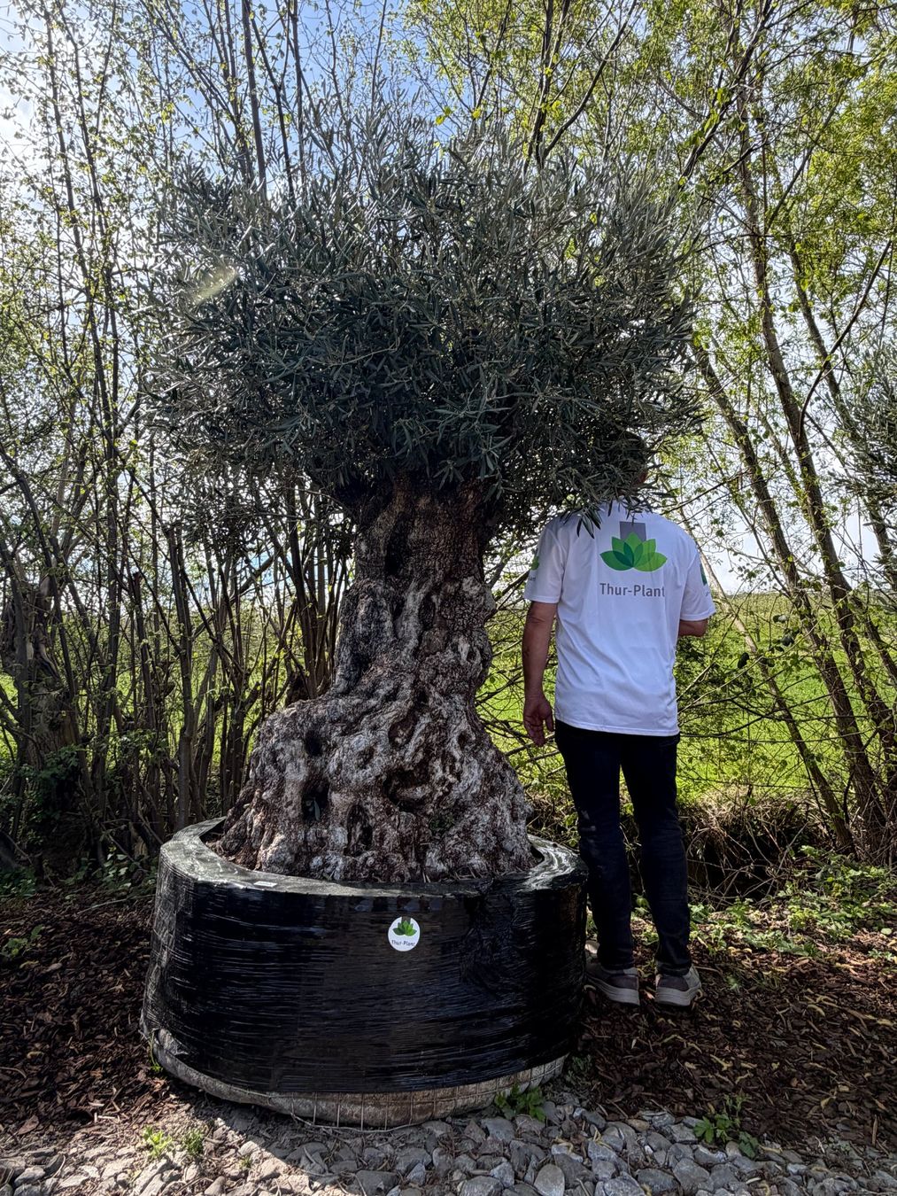 Piante & sementi: Olivenbaum "Olea Europea 18" Versand möglich – Nuovo (secondo la descrizione) da Zuckenriet venduto da Thur_Plant 4