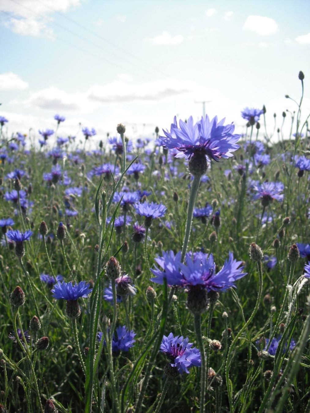 Pflanzen & Samen: 300 Samen WILDE KORNBLUME Wiesenblume – Neu (gemäss Beschreibung) aus Ehrendingen von VerveinaSamen 5