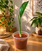 Aglaonema Pflanze ✨🌿