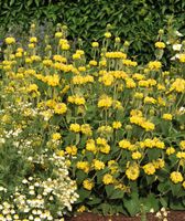 30 Samen Brandkraut Phlomis Russeliana