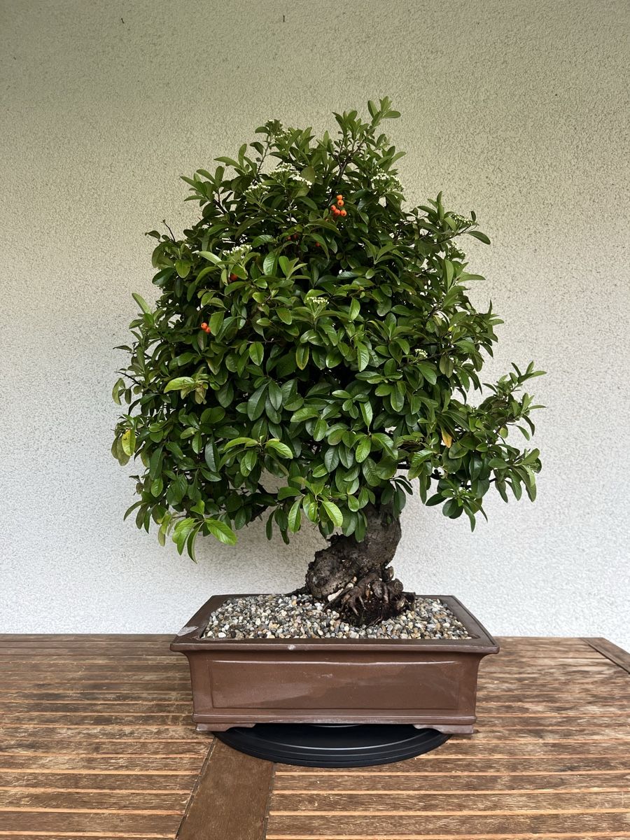 Piante & sementi: Feuerdorn Bonsai 90,0 cm – Nuovo e nell'imballaggio originale da Hettlingen venduto da BonsaiNaturist.com 1