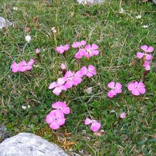 Profile image of Dianthus_alpinus
