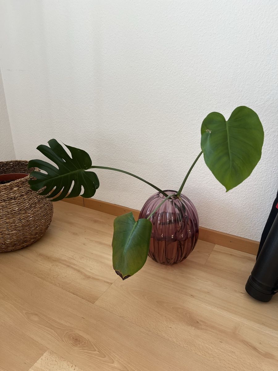 Pflanzen & Samen: Monstera deliciosa Stecklinge  – Neu (gemäss Beschreibung) aus Zürich von nic_8gfn