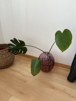 Monstera deliciosa Stecklinge 
