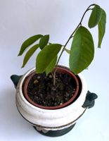 Cherimoya*Annona*****