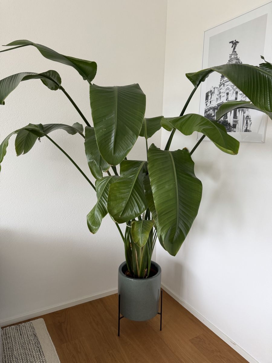 Piante & sementi: Grosse Strelitzia Zimmerpflanze ohne Übertopf – Usato da meierskappel venduto da jes_h87g