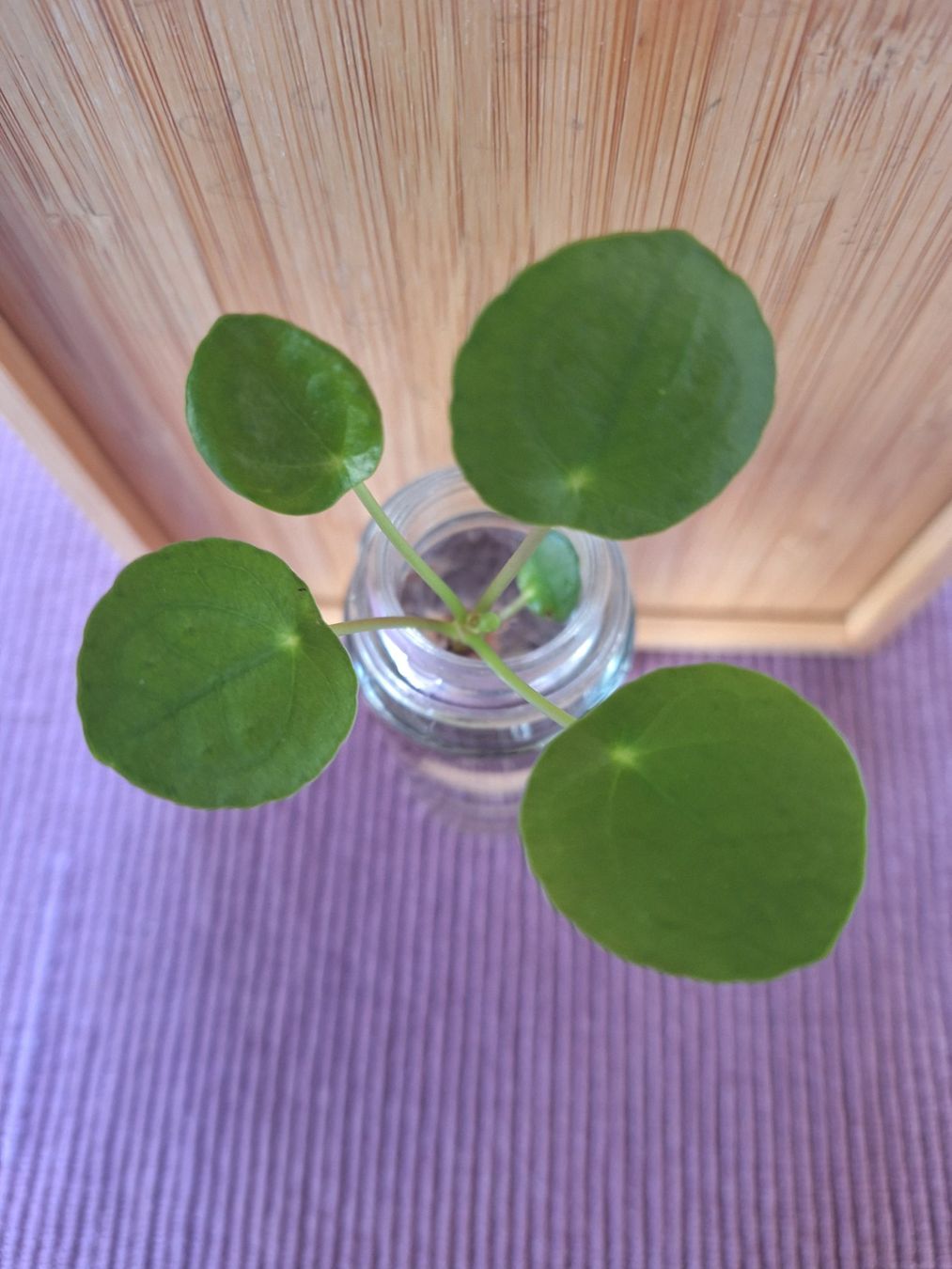 Pflanzen & Samen: Pilea Peperomioides, Ufopflanze – Gebraucht aus Zürich von riswa67