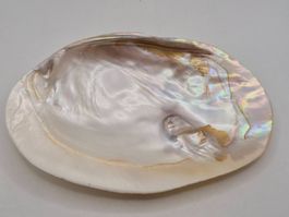 Muschelschale beidseitig hochglanzpoliert – Natur Unikat (5)