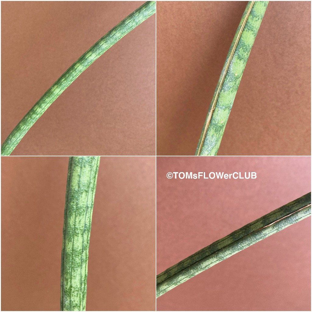 Piante & sementi: Sansevieria Hallii Lundi Bat - schlang & elegant – Nuovo e nell'imballaggio originale da Adliswil venduto da asTOMas963 3
