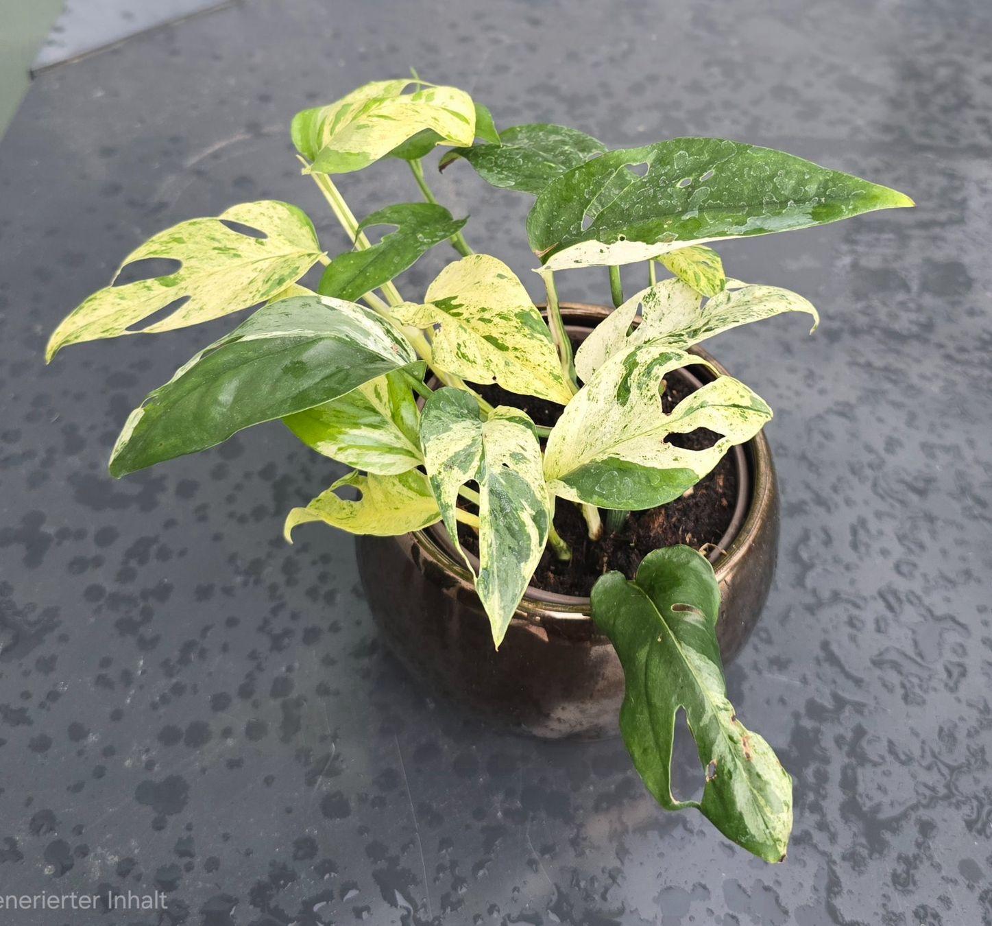 Pflanzen & Samen: Hübsche Epipremnum 'Marble' Variegata Inkl. Übertopf – Gebraucht aus Aarburg von Glitzerschein