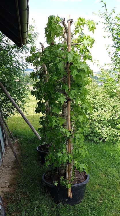Zwei Amberbaum Spaliere Kaufen auf Ricardo