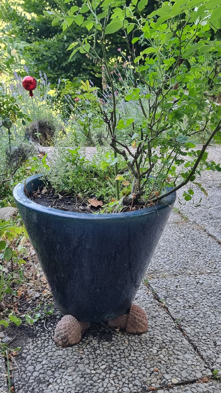 Vasi per fiori: Keramiktopf dunkelblau – Usato da Twann venduto da MW51