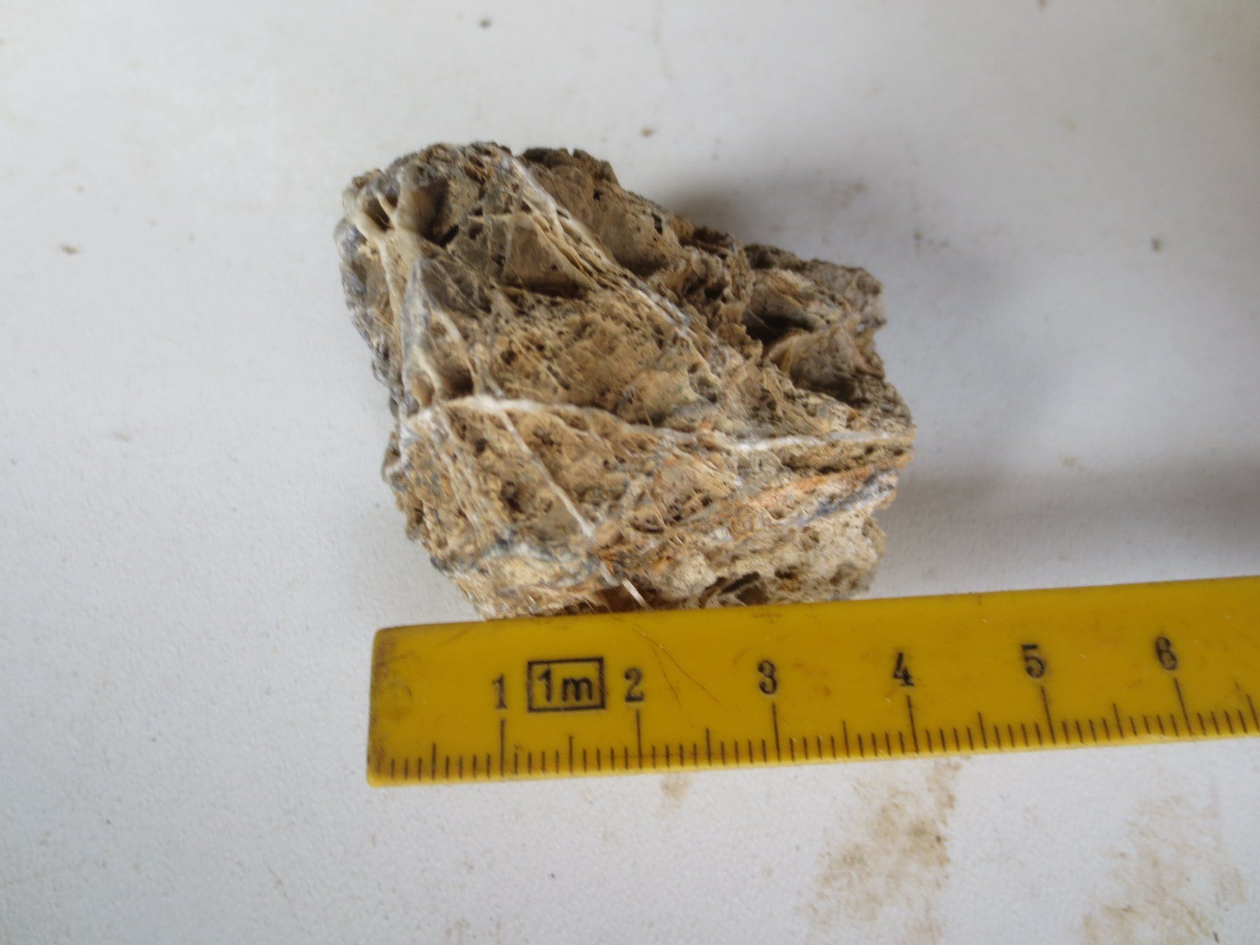 Fossili: Fossilie – Nuovo (secondo la descrizione) da Weier im Emmental venduto da waefler03 3