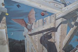 Schulwandbild "Fledermäuse" Walter Linsenmaier Fledermaus