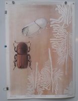 Schulwandbild „Borkenkäfer / Bark Beetle“ – Jürg Grünig