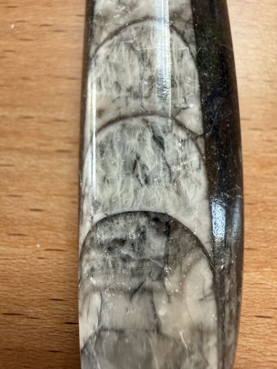 Fossili: Orthoceras-Kopffüsser – Usato da Grenchen venduto da Bastet007 4