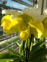 Paphiopedilum ansum - Frauenschuh-Orchidee - 1 Blütenknospe