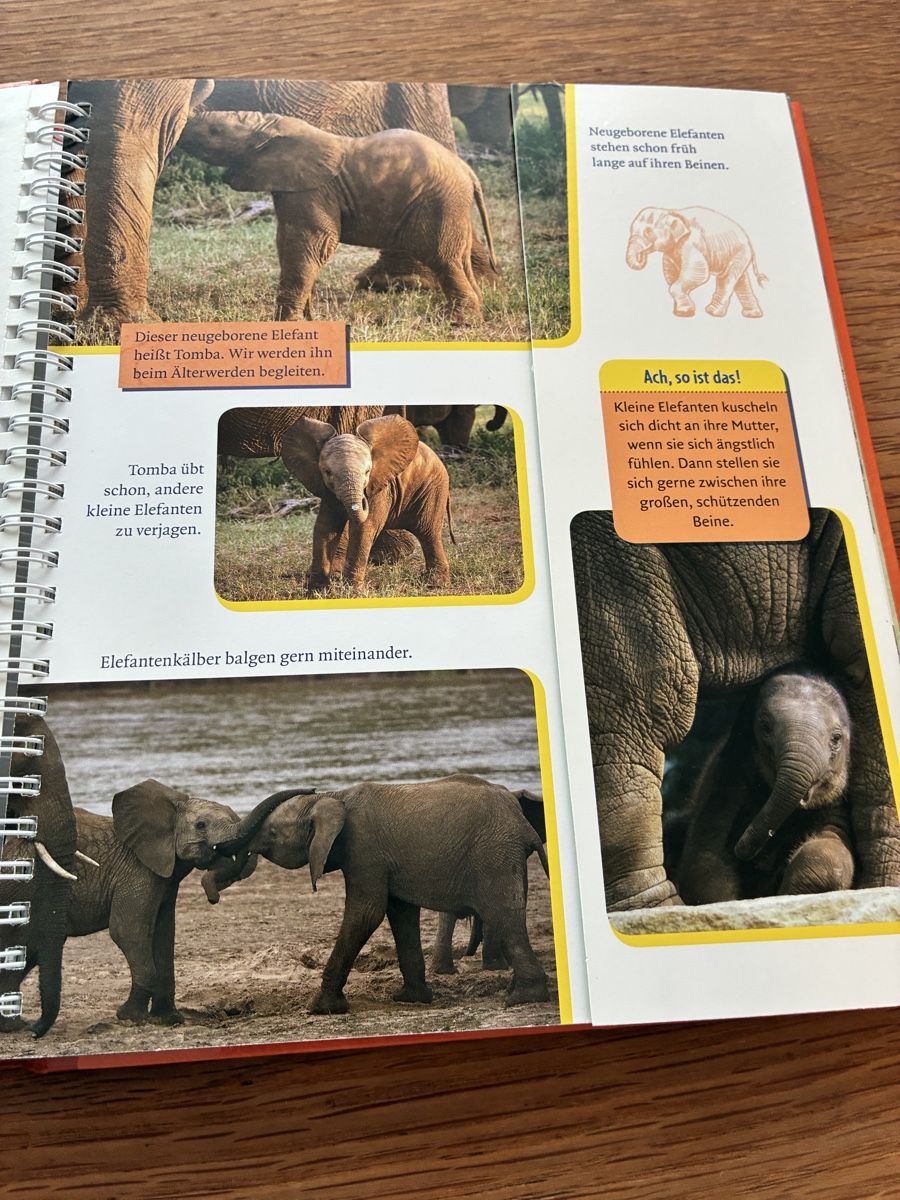 Libri: Kinderbuch Der kleine Elefant wird gross Ellermann – Usato da Wettingen venduto da ric_xm6x 2