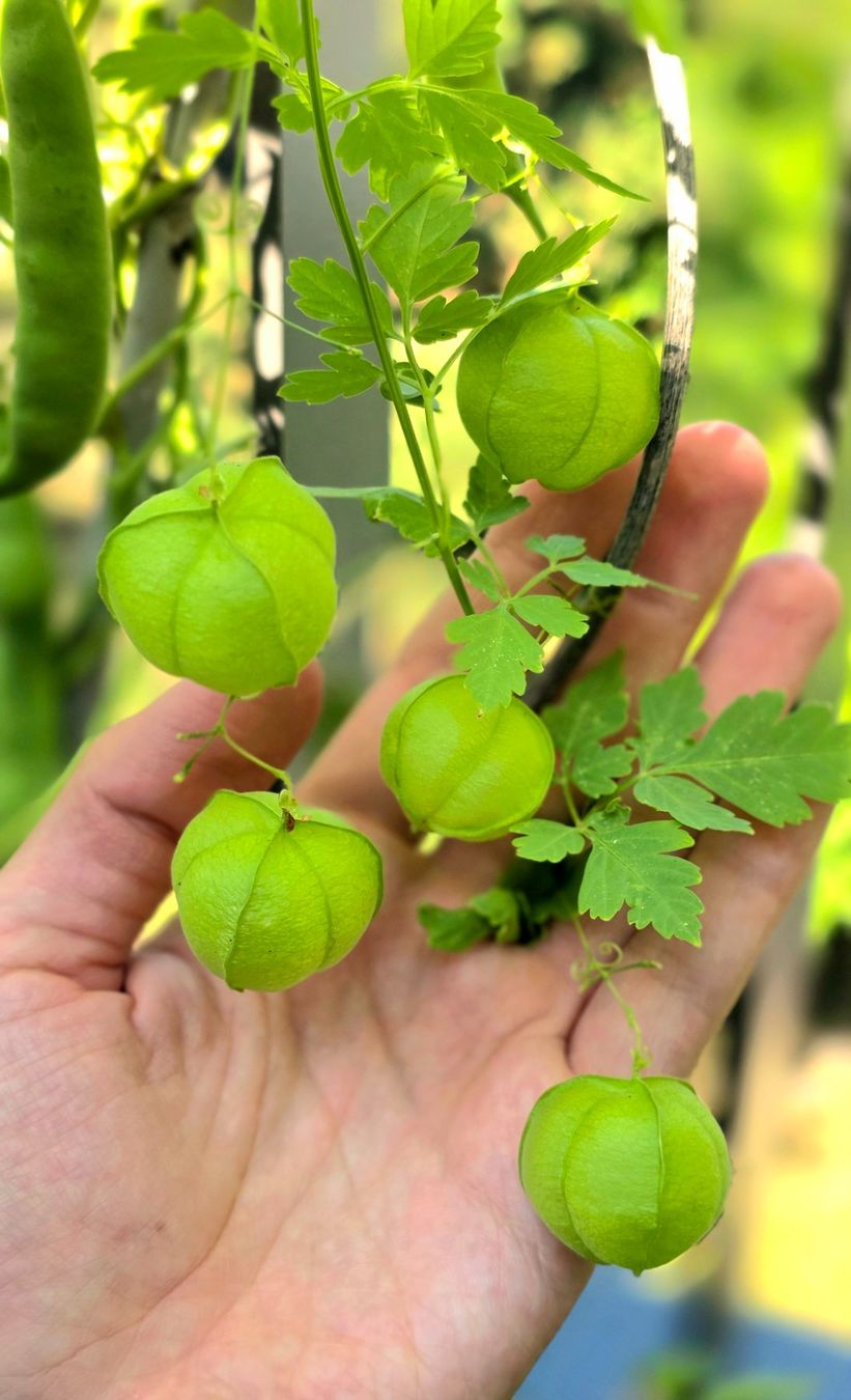 Cibi & Specialità: Cardiospermum halicacabum 10 Samen /Seeds – Nuovo (secondo la descrizione) da Zürich venduto da The_Plant_Wizard 1
