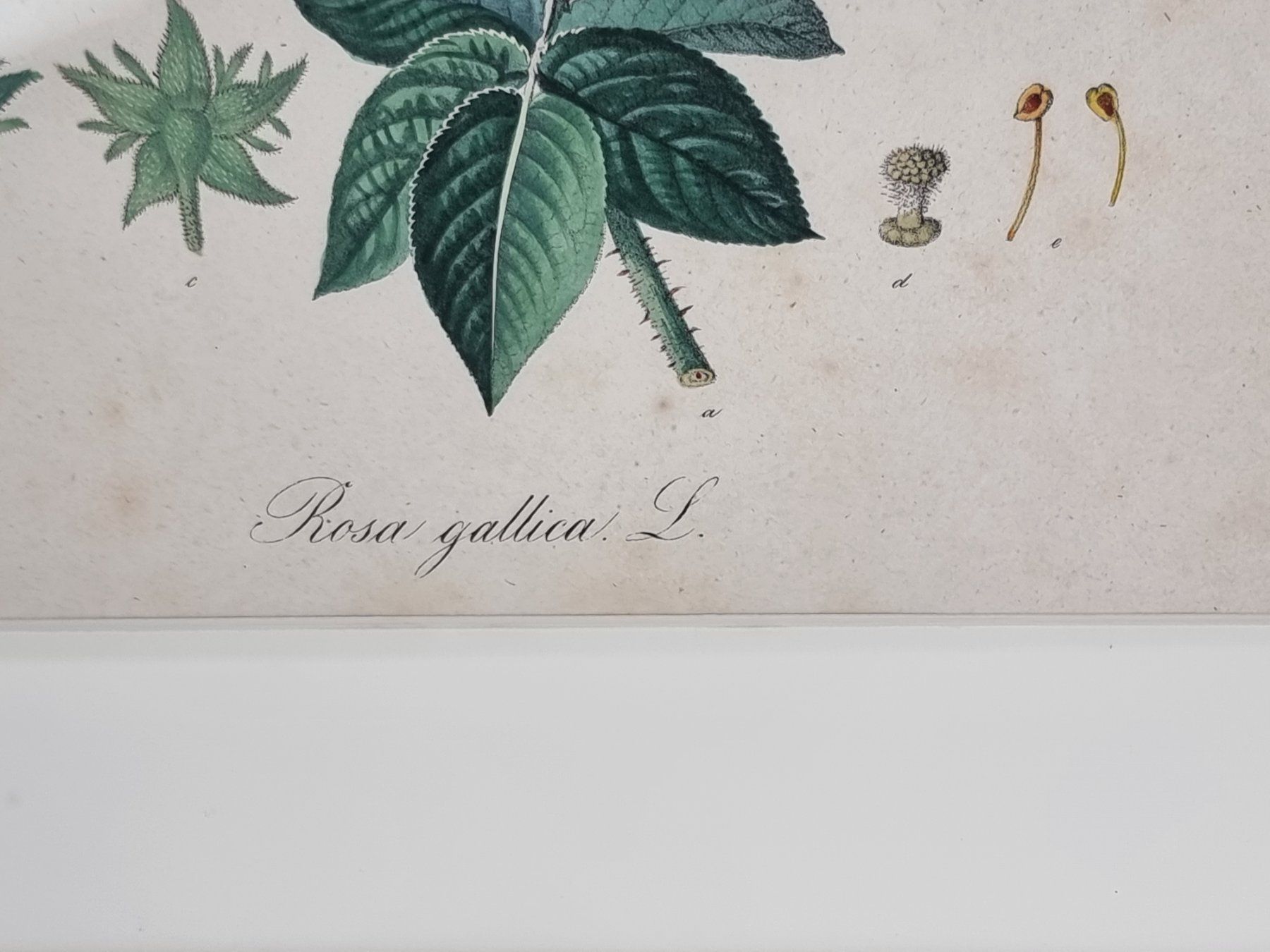Posters & Illustrations: Bild Rosa gallica L., Daniel Wagner – D'occasion à Urtenen-Schönbühl par Restwert_Schoenbuehl 2