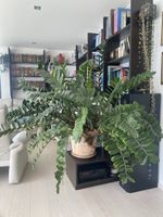 Riesige XXL Zamioculcas / Glücksfeder – wegen Umzug