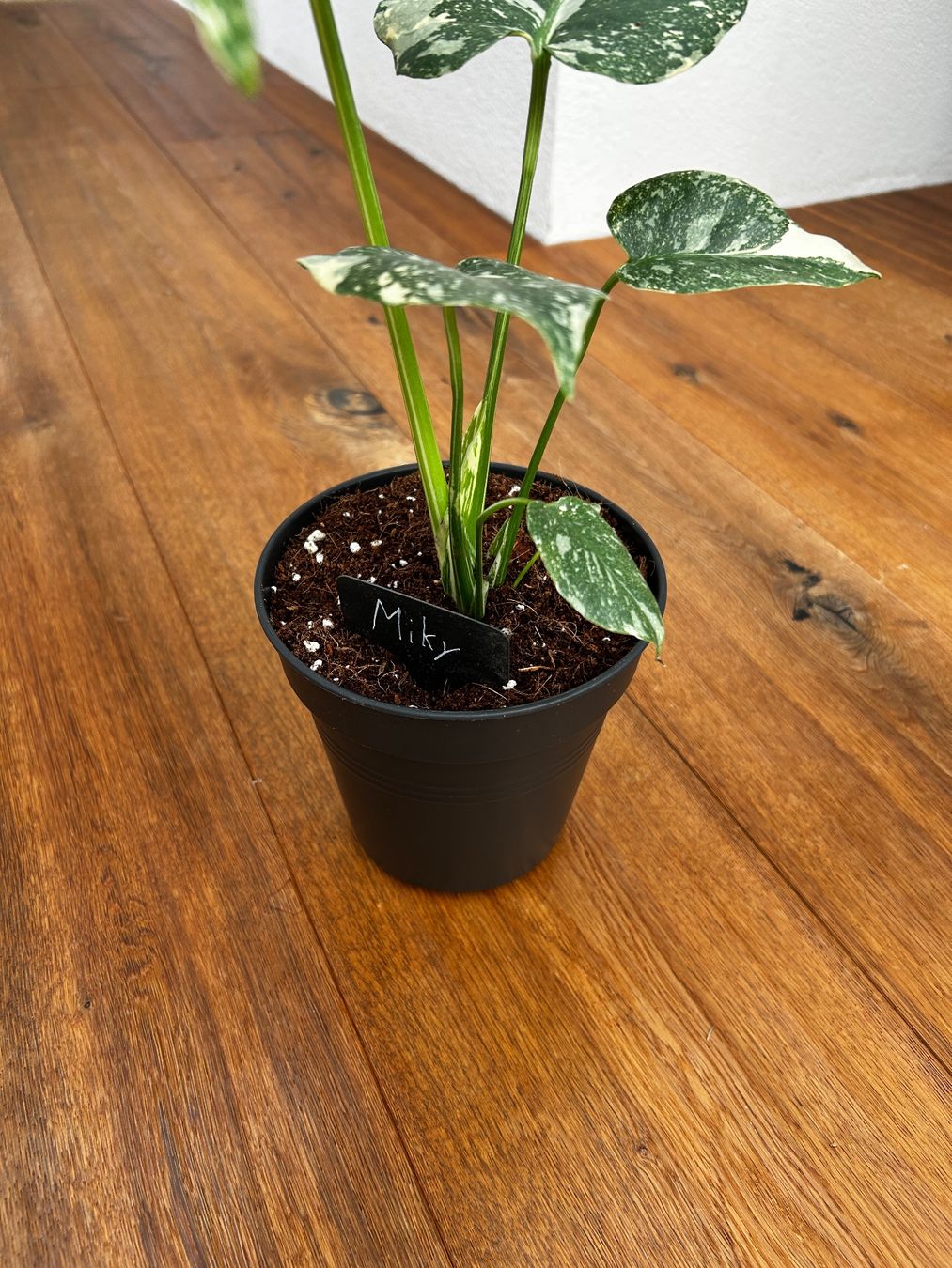 Piante & sementi: Monstera Thai Constellation💚 – Usato da Wattwil venduto da Mikesplantshop 3