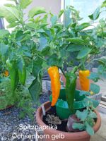 Samen Spitzpaprika Ochsenhorn gelb 12Stk. 2026
