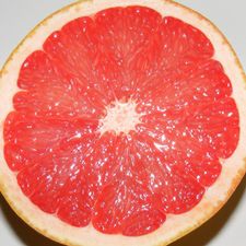 Profile image of Pompelmino