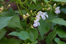 weisse Feuerbohnen (Phaseolus coccineus) - Samen!