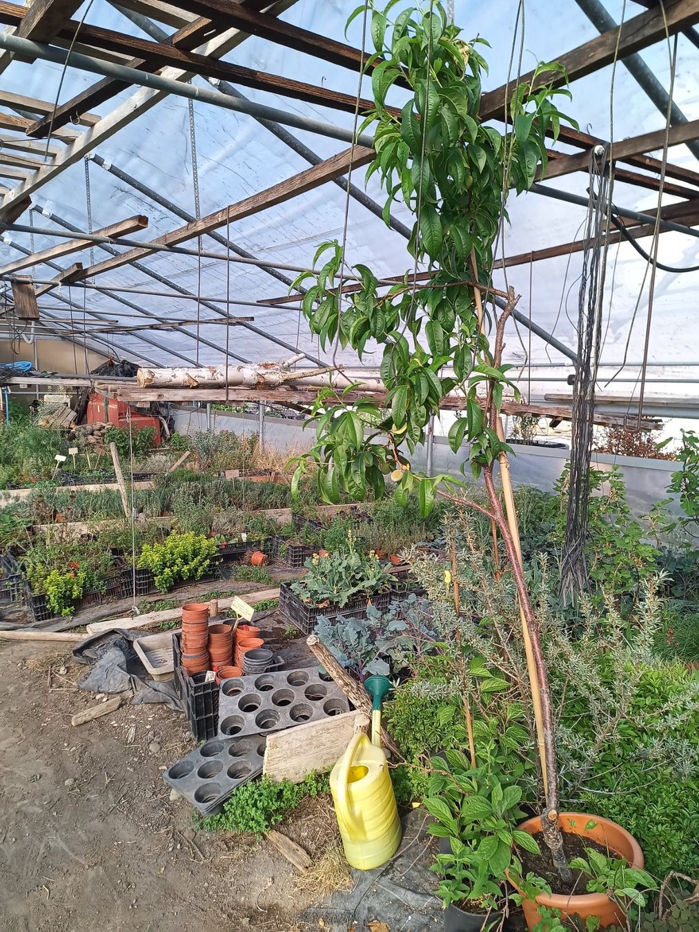 Piante & sementi: Aromatischer 🍑 2.30 hoch – Usato da Zug venduto da SirGoldFish