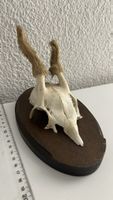 Dekorativer Rehbock-Schädel auf Holzbrett