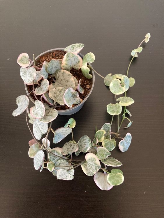 Ceropegia Woodii Vermehrung