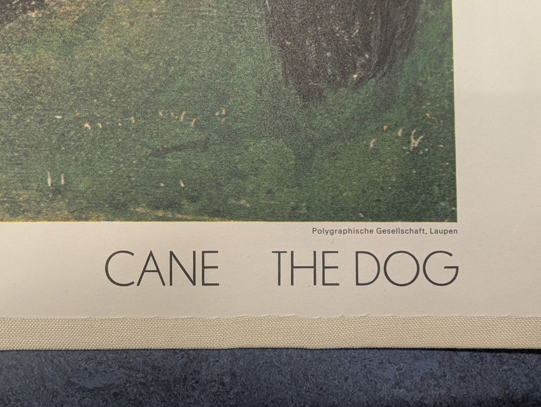 Foto & Immagini: Schulwandbild Nr. 169 - Der Hund – Usato da Luzern venduto da JenKu 3
